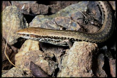 Caledoniscincus haplorhinus