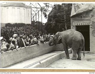 SYDNEY, NSW. 1944-01-26. AUSTRALIAN AND NEW GUINEA ADMINISTRATION UNIT NATIVES FEEDING AN ELEPHANT AT THE TARONGA PARK ZOO