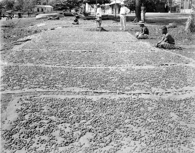 Cocoa beans drying in the sun, Samoa