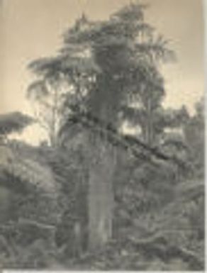 Man standing by a giant Hawaiian tree fern