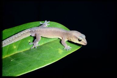 Gecko sp.