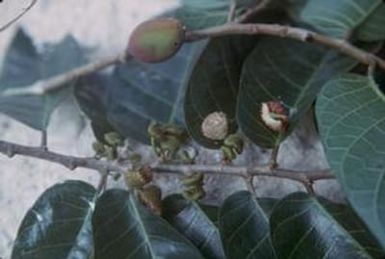 [Unidentified plant from Port Vila, Vanuatu]