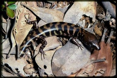 Skink sp.