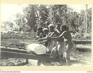 LAE, NEW GUINEA. 1944-08-11. NATIVES ROLLING LOGS ONTO THE SAWBENCH AT THE 2/3RD FORESTRY COMPANY SAWMILL