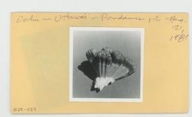 [Pandanus in Hawaii, envelope IE28-039]