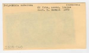 [Polyalthia suberosa in Hawaii, envelope IE03-065]