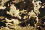 Guam, close-up of tree roots