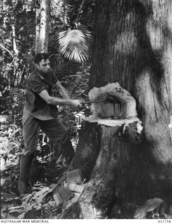 AITAPE, NORTH EAST NEW GUINEA. C. 1944-06. AIRCRAFTMAN 1 E. T. TULL, NEWCASTLE, NSW, A FORMER TIMBER-GETTER ON THE NORTH COAST OF NSW, GETS BACK TO HIS OLD JOB WHEN LOGS ARE REQUIRED FOR A ..