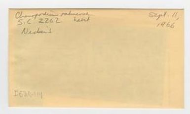 [Chenopodium oahuense in Hawaii, envelope IE29-114]