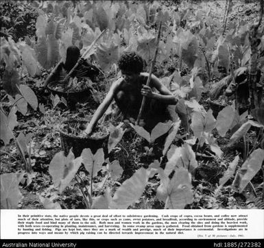 Native Papuans harvesting taro crops