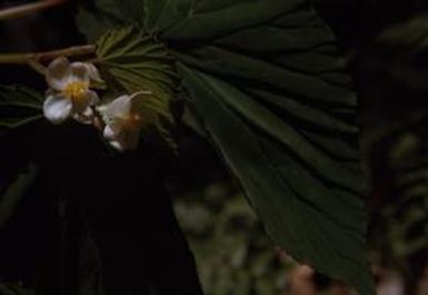 [Unidentified plant from Saruwaged Range, Papua New Guinea]