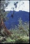 Western Highlands: garden clearing on mountain slope, house visible through vegetation (lower left)