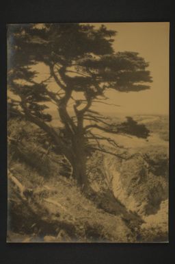 [Cypress trees - Point Lobos, Carmel-by-the-Sea]