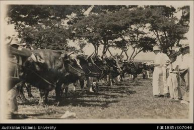 Lautoka Indian Agricultural Show