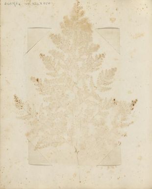 Botanical specimen impression from New Caledonia, ca. 1870s