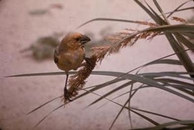 [Telespiza cantans in Hawaii, United States]
