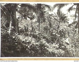TIMBULUM PLANTATION, NEW GUINEA. 1943-12-11. TYPE OF COUNTRY IN THE VICINITY OF TIMBULUM PLANTATION