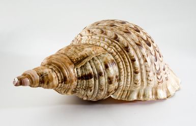conch-shell trumpet