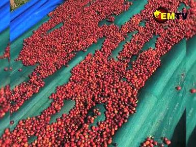 AGRICULTURE COMMODITY