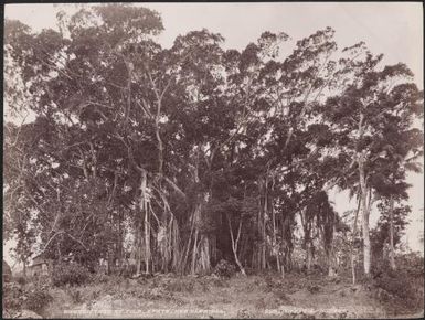 A banyan tree at Vila, New Hebrides, 1906 / J.W. Beattie