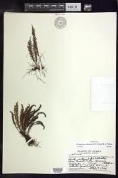 Adenophorus abietinus