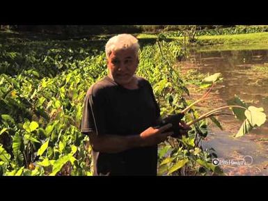 PBS Hawaii - HIKI NŌ Episode 612 | Hawaii Preparatory Academy | Waipio Valley Taro