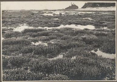 Scene on  Mailu Island [of the shore reef, Papua New Guinea]