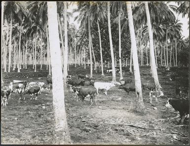 Mulifanua plantation