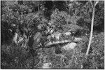 Pig festival, pig sacrifice: children watch from bridge, as pigs are herded across stream, being brought to slaughter