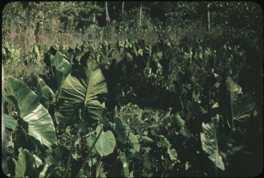 Taro gardens in tanks (4) : Mortlock Islands, Papua New Guinea, 1960 / Terence and Margaret Spencer