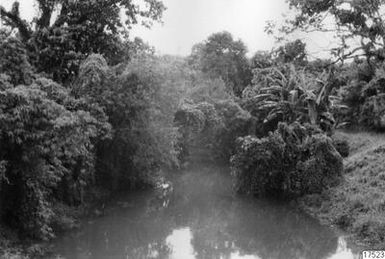 ["djungel, fotografi, photograph"]