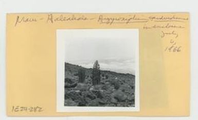 [Argyroxiphium sandwicense in Hawaii, envelope IE24-282]