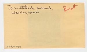 [Tornatellides procerula in Hawaii, envelope IE42-051]