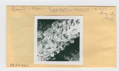 [Argyroxiphium kauense in Hawaii, envelope IE27-022