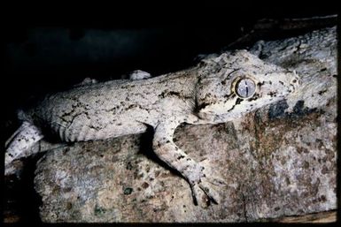 Rhacodactylus auriculatus
