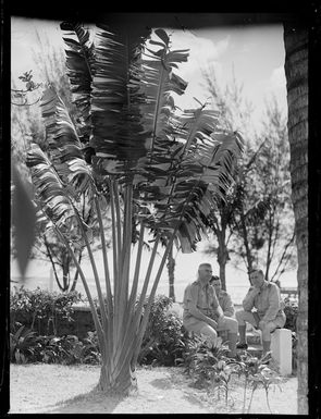 Unidentified RNZAF men in a hotel garden, Rarotonga, Cook Islands