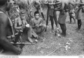 BOUGAINVILLE, SOLOMON ISLANDS. 1945-03-23. JAPANESE PRISONERS CAPTURED BY MEMBERS OF NO.5 PLATOON, A COMPANY, 1ST NEW GUINEA INFANTRY BATTALION, EATING A MEAL OF BULLY BEEF AND BISCUITS
