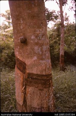 Mambu plantation, Kokoda