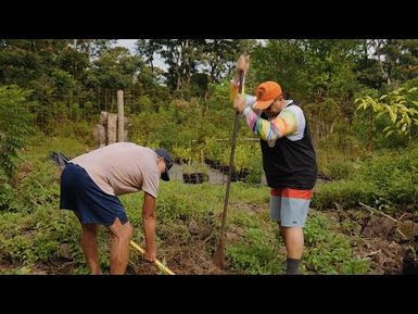 Bilan des travaux : Opération régénération des oranges de Punaruu