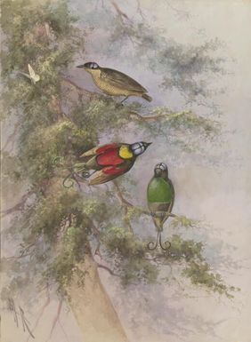 Schlegelia wilsonii, (Wilson's Bird of Paradise or the Bare-headed little king), Papua New Guinea, 1917 / Ellis Rowan