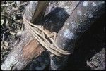 Gardening: detail of garden fence, showing vine lashing