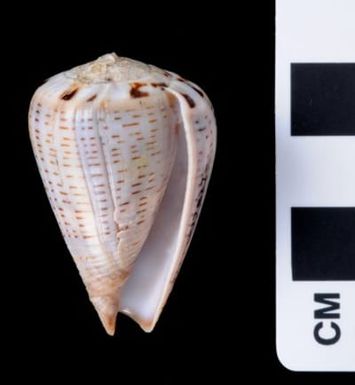 Conus glaucus