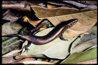 Skink sp.