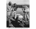 Members of the University of Washington Fisheries team collect specimens from dock, Amen Island, 1947