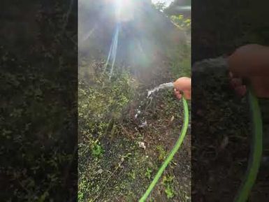 WATERING CABBAGES TIME IN GASAUDRAU FARM IN NAMOSI FIJI