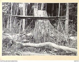 YALU AREA, NEW GUINEA, 1945-07-30. THE METHOD USED BY NATIVES WORKING WITH 2/1 FORESTRY COMPANY, ROYAL AUSTRALIAN ENGINEERS, TO CUT TIMBER ABOVE GROUND LEVEL