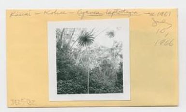 [Cyanea leptostegia in Hawaii, envelope IE25-032]