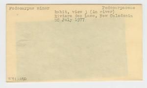 [Podocarpus minor in New Caledonia, envelope IE41-050]