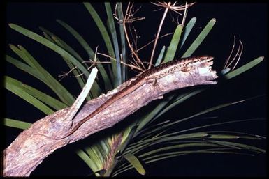 Epibator nigrofasciolatus