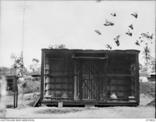 LAE, NEW GUINEA. 1944-06-09. A FLIGHT OF PIGEONS ALIGHTING ON THE 13TH PIGEON LOFT AT HQ 1ST PIGEON SECTION, LAE